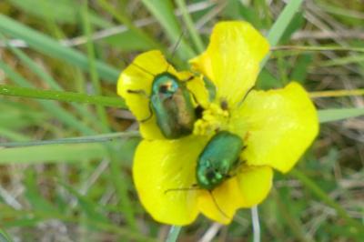 <i>Cryptocephalus</i>