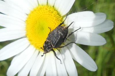 <i>Valgus hemipterus</i>