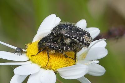 <i>Oxythyrea funesta</i>