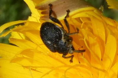 <i>Mononychus punctumalbum</i>