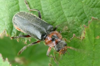 <i>Cantharis rustica</i>