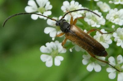 <i>Alosterna tabacicolor</i>