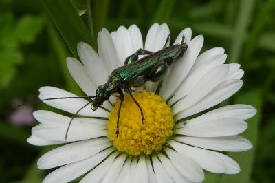 <i>Oedemera nobilis</i>