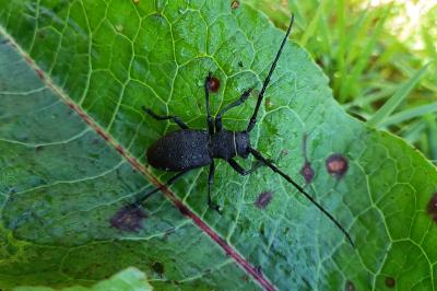 <i>Morimus asper</i>