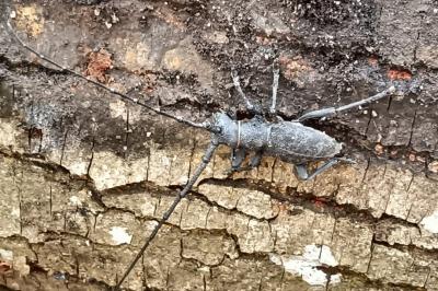 <i>Morimus asper</i>
