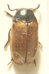 <i>Labidostomis lucida</i>
