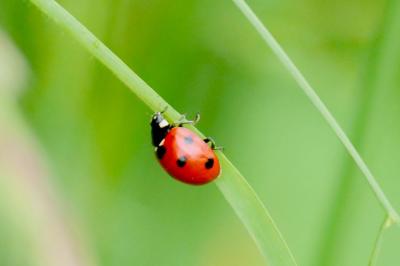 <i>Coccinella septempunctata</i>