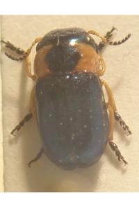 <i>Cheilotoma musciformis</i>