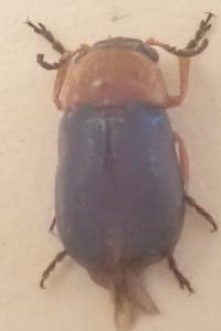 <i>Chilotomina nigritarsis</i>