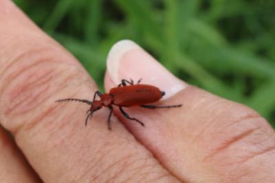 <i>Pyrochroa serraticornis</i>