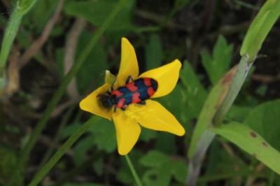 <i>Trichodes alvearius</i>