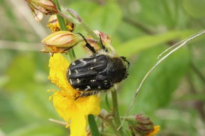 <i>Tropinota hirta</i>