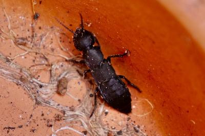 <i>Ocypus olens</i>