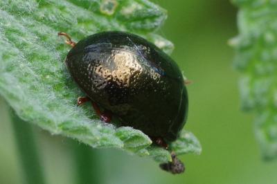 <i>Chrysolina bankii</i>