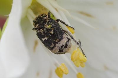 <i>Valgus hemipterus</i>