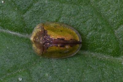<i>Cassida vibex</i>