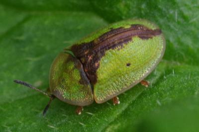 <i>Cassida vibex</i>