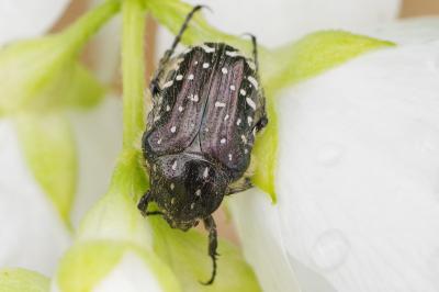 <i>Oxythyrea funesta</i>