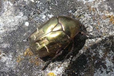 <i>Potosia cuprea</i>