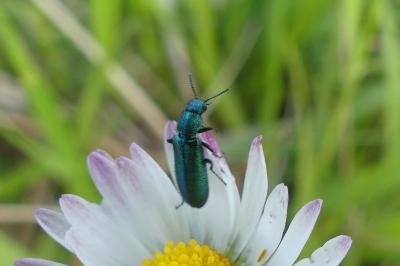<i>Psilothrix viridicoerulea</i>