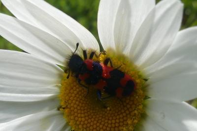 <i>Trichodes alvearius</i>