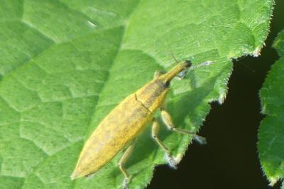 <i>Lixus iridis</i>