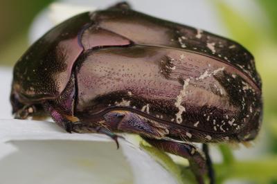 <i>Potosia cuprea</i>