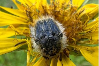 <i>Tropinota squalida</i>