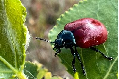 <i>Chrysomela populi</i>
