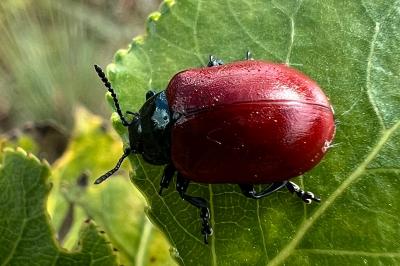 <i>Chrysomela populi</i>