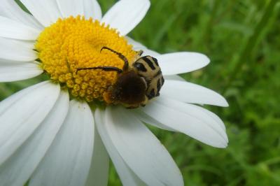 <i>Trichius</i>