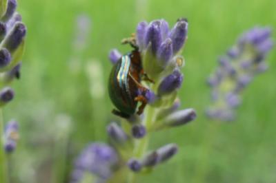 <i>Chrysolina americana</i>