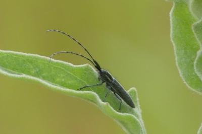 <i>Agapanthia cardui</i>