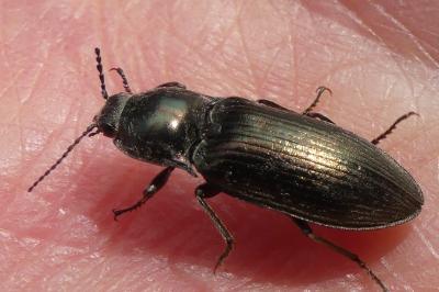 <i>Selatosomus latus</i>