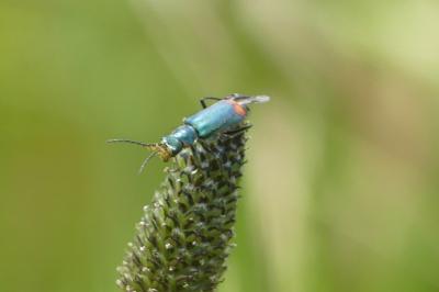 <i>Malachius bipustulatus</i>