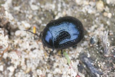 <i>Chrysolina haemoptera</i>