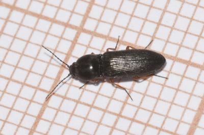 <i>Cardiophorus rufipes</i>