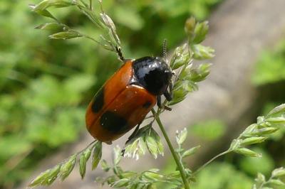 <i>Clytra laeviuscula</i>