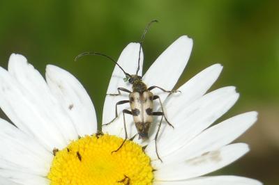 <i>Pachytodes cerambyciformis</i>