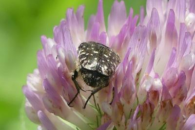 <i>Oxythyrea funesta</i>