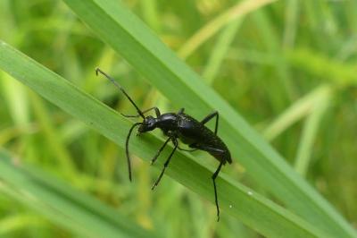 <i>Rutpela nigra</i>