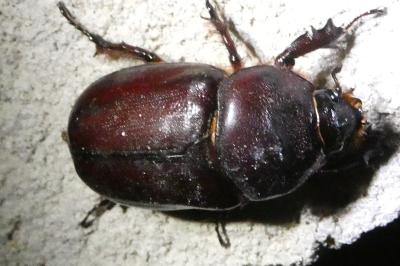 <i>Oryctes nasicornis</i>