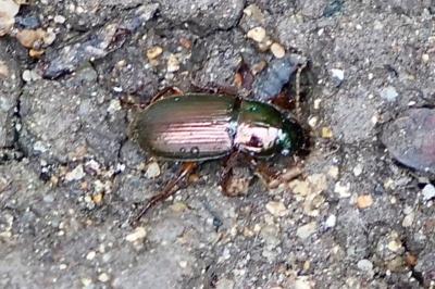 <i>Harpalus</i>