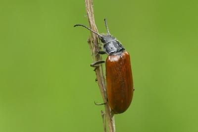 <i>Omophlus</i>