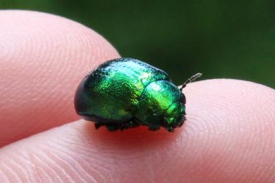 <i>Chrysolina herbacea</i>