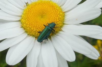 <i>Psilothrix viridicoerulea</i>