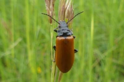 <i>Omophlus lepturoides</i>