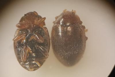 <i>Rhyzobius litura</i>