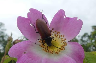 <i>Omophlus lepturoides</i>