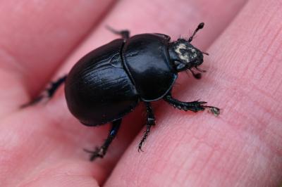 <i>Anoplotrupes stercorosus</i>